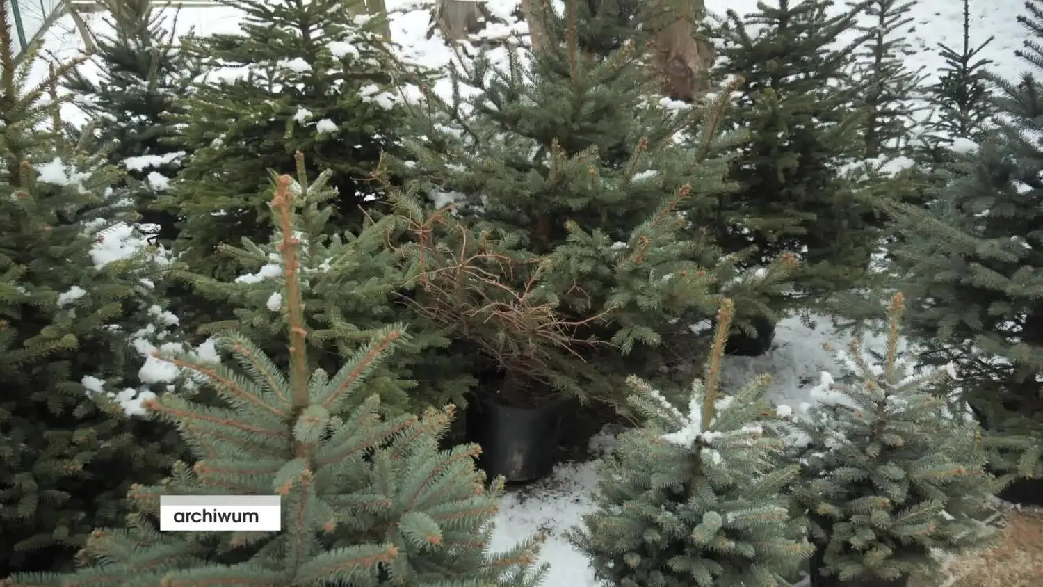 drugie-zycie-choinek-w-ostrodzie.mp4